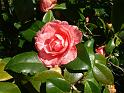 Camellia jap Roam RisortaSRBG 